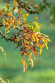 JOHN MASSEY GARDEN, ASHWOOD NURSERIES, WORCESTERSHIRE, FALL, AUTUMN, OCTOBER, YELLOW FRUITS OF MALUS TRANSITORIA THORNHAYES TANSY, TREES