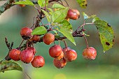 JOHN MASSEY GARDEN, ASHWOOD NURSERIES, WORCESTERSHIRE, FALL, AUTUMN, OCTOBER, RED FRUITS OF MALUS EVERESTE, TREES