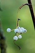 JOHN MASSEY GARDEN, ASHWOOD NURSERIES, WORCESTERSHIRE, FALL, AUTUMN, OCTOBER, WHITE FRUITS OF SORBUS HARRY SMITH, TREES