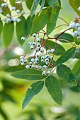 JOHN MASSEY GARDEN, ASHWOOD NURSERIES, WORCESTERSHIRE, FALL, AUTUMN, OCTOBER, WHITE FRUITS OF SORBUS DISCOLOR, TREES