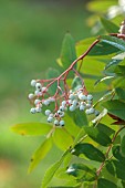 JOHN MASSEY GARDEN, ASHWOOD NURSERIES, WORCESTERSHIRE, FALL, AUTUMN, OCTOBER, WHITE FRUITS OF SORBUS DISCOLOR, TREES