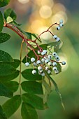 JOHN MASSEY GARDEN, ASHWOOD NURSERIES, WORCESTERSHIRE, FALL, AUTUMN, OCTOBER, WHITE FRUITS OF SORBUS DISCOLOR, TREES
