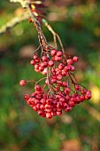 JOHN MASSEY GARDEN, ASHWOOD NURSERIES, WORCESTERSHIRE, FALL, AUTUMN, OCTOBER, CHERRY RED, PINK FRUITS OF SORBUS EASTERN PROMISE , TREES