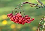 JOHN MASSEY GARDEN, ASHWOOD NURSERIES, WORCESTERSHIRE, FALL, AUTUMN, OCTOBER, CHERRY RED, PINK FRUITS OF SORBUS EASTERN PROMISE , TREES
