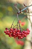 JOHN MASSEY GARDEN, ASHWOOD NURSERIES, WORCESTERSHIRE, FALL, AUTUMN, OCTOBER, CHERRY RED, PINK FRUITS OF SORBUS EASTERN PROMISE , TREES