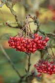 JOHN MASSEY GARDEN, ASHWOOD NURSERIES, WORCESTERSHIRE, FALL, AUTUMN, OCTOBER, CHERRY RED, PINK FRUITS OF SORBUS EASTERN PROMISE , TREES