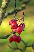JOHN MASSEY GARDEN, ASHWOOD NURSERIES, WORCESTERSHIRE, FALL, AUTUMN, OCTOBER, RED FRUITS OF MALUS RED OBELISK, TREES