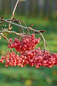 JOHN MASSEY GARDEN, ASHWOOD NURSERIES, WORCESTERSHIRE, FALL, AUTUMN, OCTOBER, CHERRY RED, PINK FRUITS OF SORBUS EASTERN PROMISE , TREES