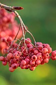 JOHN MASSEY GARDEN, ASHWOOD NURSERIES, WORCESTERSHIRE, FALL, AUTUMN, OCTOBER, CHERRY RED, PINK FRUITS OF SORBUS EASTERN PROMISE, TREES