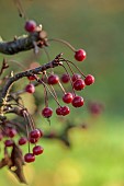 JOHN MASSEY GARDEN, ASHWOOD NURSERIES, WORCESTERSHIRE, FALL, AUTUMN, OCTOBER, RED FRUITS OF MALUS JEAN PIERRE HENNEBELLE, TREES