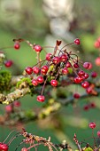 JOHN MASSEY GARDEN, ASHWOOD NURSERIES, WORCESTERSHIRE, FALL, AUTUMN, OCTOBER, RED FRUITS OF MALUS JEAN PIERRE HENNEBELLE, TREES
