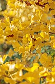 JOHN MASSEY GARDEN, ASHWOOD NURSERIES, WORCESTERSHIRE, FALL, AUTUMN, OCTOBER, YELLOW LEAVES, FOLIAGE OF GINGKO BILOBA MARIKEN, TREES, DECIDUOUS