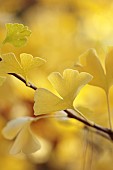 JOHN MASSEY GARDEN, ASHWOOD NURSERIES, WORCESTERSHIRE, FALL, AUTUMN, OCTOBER, YELLOW LEAVES, FOLIAGE OF GINGKO BILOBA MARIKEN, TREES, DECIDUOUS