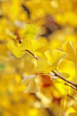 JOHN MASSEY GARDEN, ASHWOOD NURSERIES, WORCESTERSHIRE, FALL, AUTUMN, OCTOBER, YELLOW LEAVES, FOLIAGE OF GINGKO BILOBA MARIKEN, TREES, DECIDUOUS