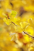 JOHN MASSEY GARDEN, ASHWOOD NURSERIES, WORCESTERSHIRE, FALL, AUTUMN, OCTOBER, YELLOW LEAVES, FOLIAGE OF GINGKO BILOBA MARIKEN, TREES, DECIDUOUS