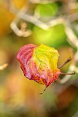 JOHN MASSEY GARDEN, ASHWOOD NURSERIES, WORCESTERSHIRE, FALL, AUTUMN, OCTOBER. LEAVES, FOLIAGE OF CORNUS KOUSA SATOMI, TREES