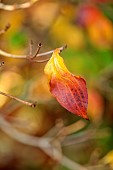 JOHN MASSEY GARDEN, ASHWOOD NURSERIES, WORCESTERSHIRE, FALL, AUTUMN, OCTOBER. LEAVES, FOLIAGE OF CORNUS KOUSA SATOMI, TREES