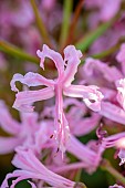 JOHN MASSEY GARDEN, ASHWOOD NURSERIES, WORCESTERSHIRE, FALL, AUTUMN, OCTOBER, PINK FLOWERS OF NERINE BOWDENII WELLSII HYBRID