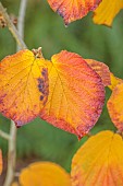JOHN MASSEY GARDEN, ASHWOOD NURSERIES, WORCESTERSHIRE, FALL, AUTUMN, OCTOBER. LEAVES, FOLIAGE OF HAMAMELIS X INTERMEDIA HARRY, TREES