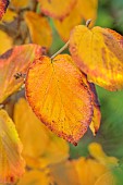 JOHN MASSEY GARDEN, ASHWOOD NURSERIES, WORCESTERSHIRE, FALL, AUTUMN, OCTOBER. LEAVES, FOLIAGE OF HAMAMELIS X INTERMEDIA HARRY, TREES