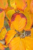 JOHN MASSEY GARDEN, ASHWOOD NURSERIES, WORCESTERSHIRE, FALL, AUTUMN, OCTOBER. LEAVES, FOLIAGE OF HAMAMELIS X INTERMEDIA HARRY, TREES