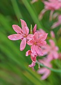 JOHN MASSEY GARDEN, ASHWOOD NURSERIES, WORCESTERSHIRE, FALL, AUTUMN, OCTOBER, PINK FLOWERS OF SCHIZOSTYLIS MRS HEGARTY