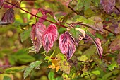 JOHN MASSEY GARDEN, ASHWOOD NURSERIES, WORCESTERSHIRE, FALL, AUTUMN, OCTOBER, PINK LEAVES, FOLIAGE OF CORNUS SERICEA HEDGEROWS GOLD, SHRUBS