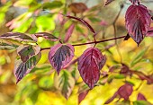 JOHN MASSEY GARDEN, ASHWOOD NURSERIES, WORCESTERSHIRE, FALL, AUTUMN, OCTOBER, PINK LEAVES, FOLIAGE OF CORNUS SERICEA HEDGEROWS GOLD, SHRUBS