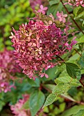 JOHN MASSEY GARDEN, ASHWOOD NURSERIES, WORCESTERSHIRE, FALL, AUTUMN, OCTOBER, PINK FLOWERS OF HYDRANGEA PANICULATA LIVING ROYAL FLOWER, SHRUBS
