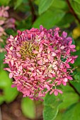 JOHN MASSEY GARDEN, ASHWOOD NURSERIES, WORCESTERSHIRE, FALL, AUTUMN, OCTOBER, PINK FLOWERS OF HYDRANGEA PANICULATA LIVING ROYAL FLOWER, SHRUBS
