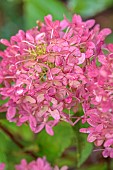 JOHN MASSEY GARDEN, ASHWOOD NURSERIES, WORCESTERSHIRE, FALL, AUTUMN, OCTOBER, PINK FLOWERS OF HYDRANGEA PANICULATA LIVING ROYAL FLOWER, SHRUBS