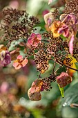 JOHN MASSEY GARDEN, ASHWOOD NURSERIES, WORCESTERSHIRE, FALL, AUTUMN, OCTOBER, HYDRANGEA ASPERA ANTHONY BULLIVANT