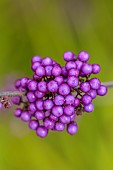 JOHN MASSEY GARDEN, ASHWOOD NURSERIES, WORCESTERSHIRE, FALL, AUTUMN, OCTOBER, PURPLE FRUITS OF CALLICARPA BODINIERI PROFUSION, SHRUBS