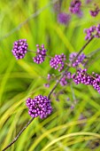 JOHN MASSEY GARDEN, ASHWOOD NURSERIES, WORCESTERSHIRE, FALL, AUTUMN, OCTOBER, PURPLE FRUITS OF CALLICARPA BODINIERI PROFUSION, SHRUBS