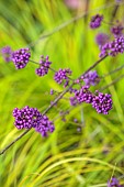 JOHN MASSEY GARDEN, ASHWOOD NURSERIES, WORCESTERSHIRE, FALL, AUTUMN, OCTOBER, PURPLE FRUITS OF CALLICARPA BODINIERI PROFUSION, SHRUBS