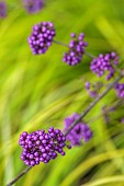JOHN MASSEY GARDEN, ASHWOOD NURSERIES, WORCESTERSHIRE, FALL, AUTUMN, OCTOBER, PURPLE FRUITS OF CALLICARPA BODINIERI PROFUSION, SHRUBS