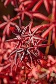 JOHN MASSEY GARDEN, ASHWOOD NURSERIES, WORCESTERSHIRE, FALL, AUTUMN, OCTOBER, RED LEAVES, FOLIAGE OF JAPANESE MAPLES, ACER PALMATUM STARFISH, TREES