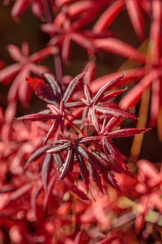 JOHN_MASSEY_GARDEN_ASHWOOD_NURSERIES_WORCESTERSHIRE_FALL_AUTUMN_OCTOBER_RED_LEAVES_FOLIAGE_OF_JAPANE