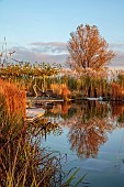 NATURAL SWIMMING POND GARDEN, ITALY BY GPT STUDIO, FALL, AUTUMN, OCTOBER, NATURAL SWIMMING POND, POOL, REFLECTIONS, PLATANUS X HISPANICA, DECKING, SCULPTURE BY LEON BRONSTEIN