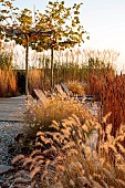 NATURAL SWIMMING POND GARDEN, ITALY BY GPT STUDIO, FALL, AUTUMN, OCTOBER, PLATANUS X HISPANICA, PENNISETUM HAMELN, MISCANTHUS STRICTUS, DECKING, LOUNGERS