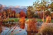 NATURAL SWIMMING POND GARDEN, ITALY BY GPT STUDIO, FALL, AUTUMN, OCTOBER, PLATANUS X HISPANICA, DECKING, LOUNGERS, POOL, POND, BORROWED LANDSCAPE, TYPHA LAXMANNII