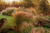 NATURAL SWIMMING POND GARDEN, ITALY BY GPT STUDIO, FALL, AUTUMN, OCTOBER, BORDER, GRASSES, BOX BALLS, MOLINIA TRANSPARENT, MISCANTHUS MORNING LIGHT, LAWN, PENNISETUM HAMELN