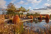 NATURAL SWIMMING POND GARDEN, ITALY BY GPT STUDIO, AUTUMN, OCTOBER, PLATANUS X HISPANICA, PENNISETUM HAMELN, MISCANTHUS FLORIDULUS GIGANTEUS, DECKING, LOUNGERS, STEPPING STONES