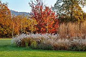NATURAL SWIMMING POND GARDEN, ITALY BY GPT STUDIO, FALL, AUTUMN, OCTOBER: BORDER, PENNISETUM HAMELN, MOLINIA TRANSPARENT