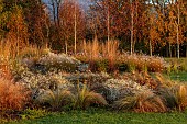 NATURAL SWIMMING POND GARDEN, ITALY BY GPT STUDIO, FALL, AUTUMN, OCTOBER: GRASSES, ASTER PRINGLEI MONTE CASSINO, PERSICARIA AMPLEXICAULIS, MOLINIA TRANSPRENT, PENNISETUM HAMELN