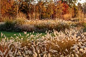 NATURAL SWIMMING POND GARDEN, ITALY BY GPT STUDIO, FALL, AUTUMN, OCTOBER: GRASSES, ASTER PRINGLEI MONTE CASSINO, PENNISETUM HAMELN