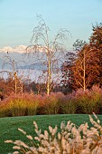 NATURAL SWIMMING POND GARDEN, ITALY BY GPT STUDIO, FALL, AUTUMN, OCTOBER: GRASSES, PENNISETUM HAMELN, BIRCHES, MISCANTHUS MORNING LIGHT, MOUNTAINS