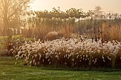 NATURAL SWIMMING POND GARDEN, ITALY BY GPT STUDIO, FALL, AUTUMN, OCTOBER: GRASSES, PENNISETUM HAMELN, BORDERS, SUNRISE