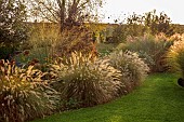 NATURAL SWIMMING POND GARDEN, ITALY BY GPT STUDIO, FALL, AUTUMN, OCTOBER, BORDER, GRASSES, MOLINIA TRANSPARENT, MISCANTHUS MORNING LIGHT, LAWN, PENNISETUM HAMELN