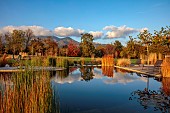 NATURAL SWIMMING POND GARDEN, ITALY BY GPT STUDIO, AUTUMN, OCTOBER, PLATANUS X HISPANICA, DECKING, LOUNGERS, POOL, POND, WATER, REFLECTED, REFLECTIONS, SCULPTURE BY LEON BRONSTEIN